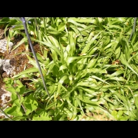 Scilla Parsica (fam. Liliacees)(Asie Mineure) (03)